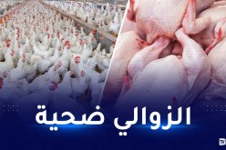 الدجاج بـ570 دينار.. الوزارة تستورد والمربّي غاضب