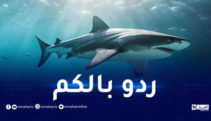 الخبراء يحذرون سكان البحر الأبيض المتوسط من أسماك القرش