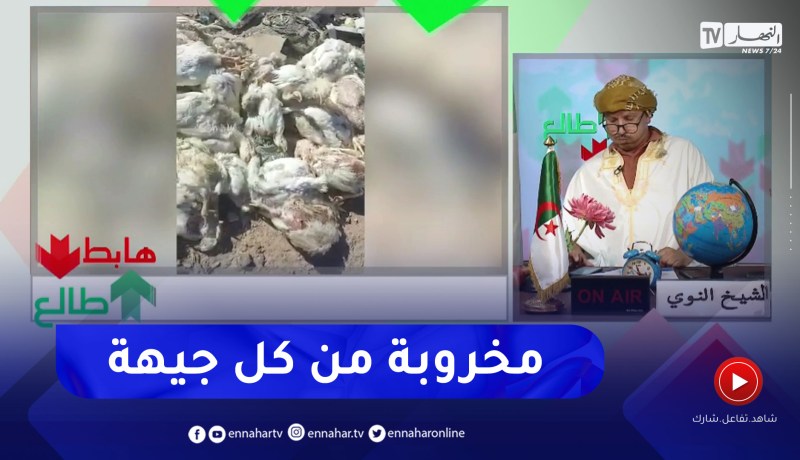 طالع هابط: النوي يكشف السبب الحقيقي لإرتفاع أسعار الدجاج في السوق