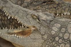 فيديو مرعب.. القبض على أكثر من 70 تمساحا هاربا في الصين