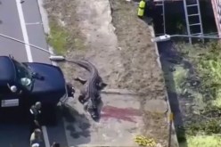 تفاصيل مرعبة.. تمساح في فمه بقايا جثة بشرية!!