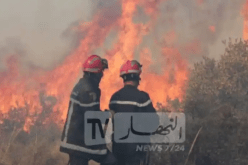 قرابة 6 آلاف متضرر جراء حرائق الغابات هذه الصائفة