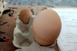 دجاجة تضع بيضة عملاقة بداخلها بيضة أخرى