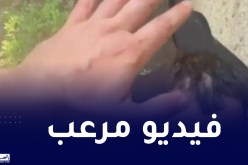 تسلق منزلها.. شاب جزائري يهدد صديقته بالقتل والشرطة تتفاوض معه لمدة 12 ساعة