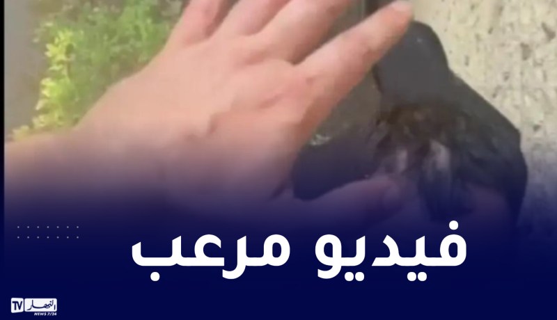 تسلق منزلها.. شاب جزائري يهدد صديقته بالقتل والشرطة تتفاوض معه لمدة 12 ساعة