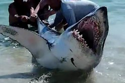 بالفيديو.. قرش عملاق يرعب رواد شاطئ فلوريدا