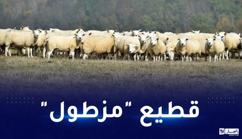 عاد إلى صاحبه يتصرف بغرابة.. قطيع من الأغنام يلتهم قنطارا من القنب