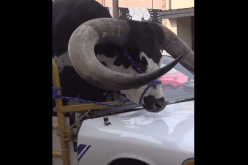 ثور ضخم في سيارة.. فيديو يُوثق الحادثة العجيبة