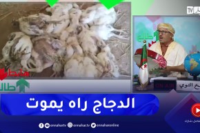 طالع هابط: نفوق الدواجن .. المطلوب التدخل العاجل لمساعدة الفلاح