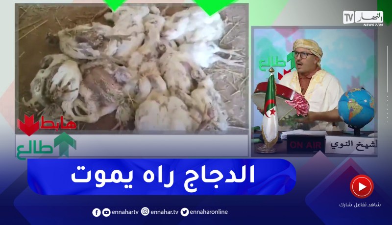 طالع هابط: نفوق الدواجن .. المطلوب التدخل العاجل لمساعدة الفلاح