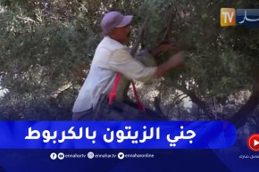 غليزان / “الكربوط” وسيلة تقليدية لتسهيل عملية جني الزيتون