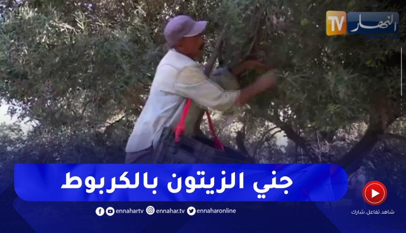 غليزان / “الكربوط” وسيلة تقليدية لتسهيل عملية جني الزيتون
