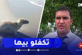 هذا هو مصير الفقمة التي ظهرت في شاطئ زيامة منصورية