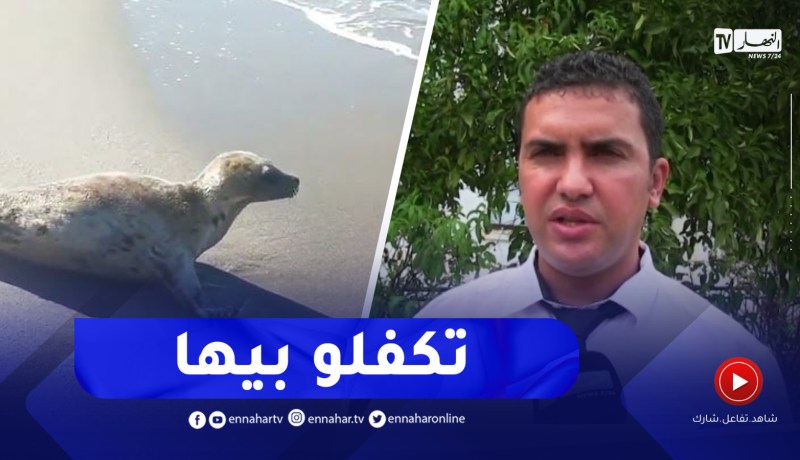 هذا هو مصير الفقمة التي ظهرت في شاطئ زيامة منصورية