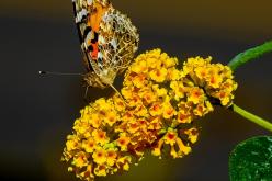 الستر في الدنيا وأثره في الأخرة