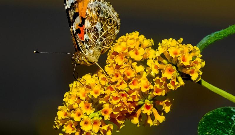 الستر في الدنيا وأثره في الأخرة