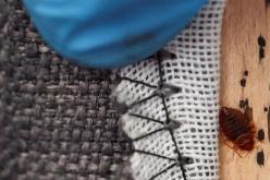 هذه المنتجات والزيوت الطبيعية تحارب بق الفراش