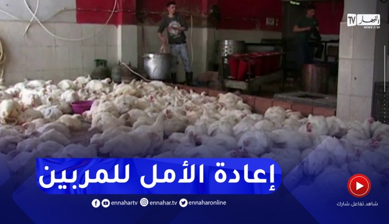 تقليص الـTVA على انتاج الدواجن..قرار يعيد النشاط بأكثر حيوية للشعبة