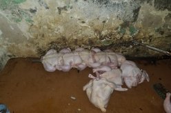 صور صادمة.. تحضير الدجاج المحمر في ظروف كارثية بأحد محلات الحراش