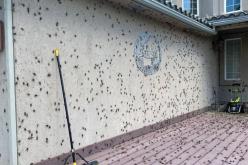 البق..الجراد وصراصير “المورمون”: العالم يحارب الحشرات !