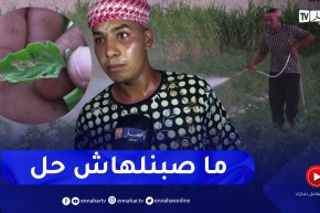 الوادي: الذبابة البيضاء تهدد منتوج الطماطم غير الموسمية