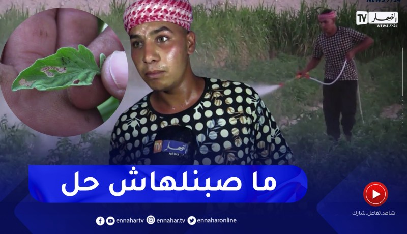 الوادي: الذبابة البيضاء تهدد منتوج الطماطم غير الموسمية