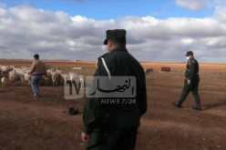 العاصمة : وضع حد لسارقي الماشية و استرجاع 117 رأس غنم مسروقة