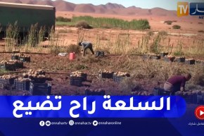 النعامة : وفرة في منتوج البطاطا..يقابله مشاكل التخزين والتسويق