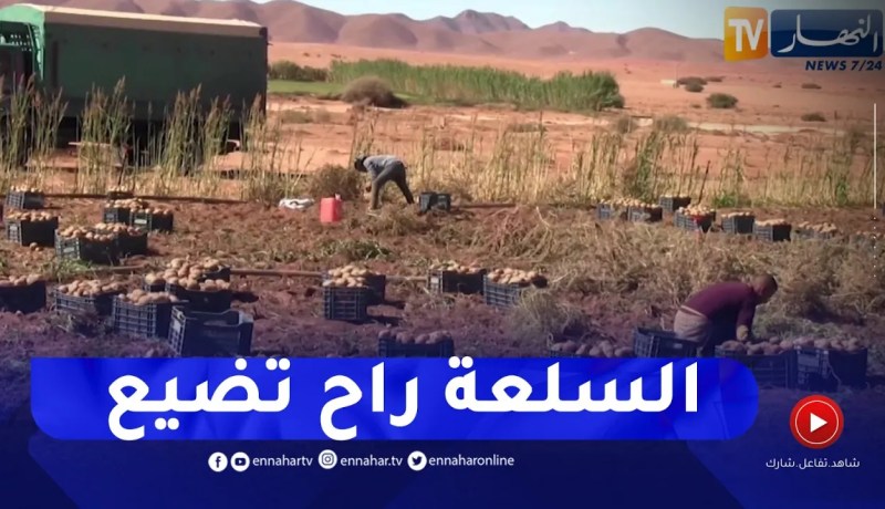 النعامة : وفرة في منتوج البطاطا..يقابله مشاكل التخزين والتسويق