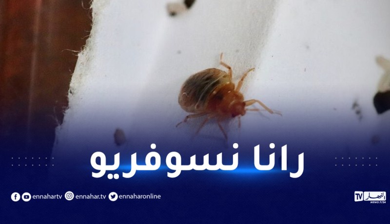 بالفيديو.. مؤثرون جزائريون يروون معاناتهم مع “البق” في فرنسا