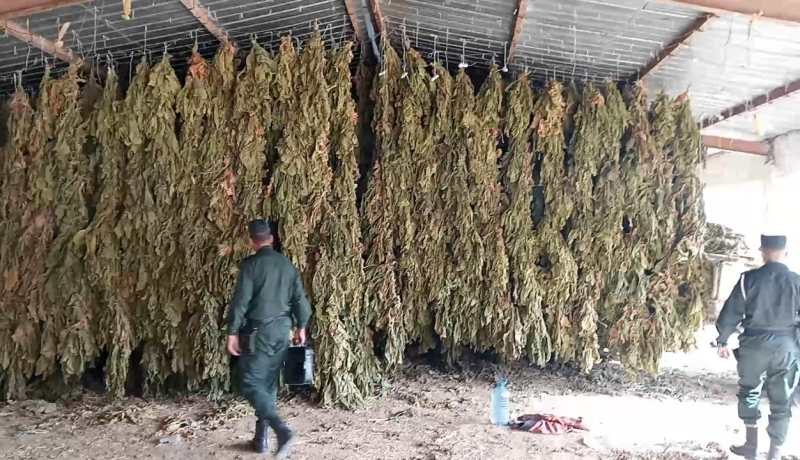 باتنة: الدرك يحجز 140 قنطار من شجيرات التبغ بالمعذر