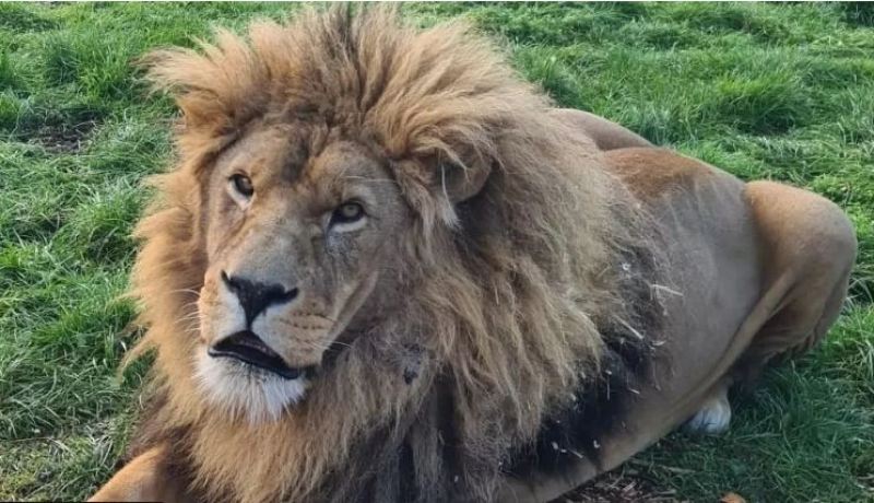 وفاة الأسد الأشهر في بريطانيا “سيمبا”
