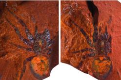 العثور على أحفورة عنكبوت Trapdoor “العملاق” في أستراليا