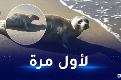 بالفيديو.. خروج حيوان “الفقمة” في جيجل ومديرية الصيد البحري توضح