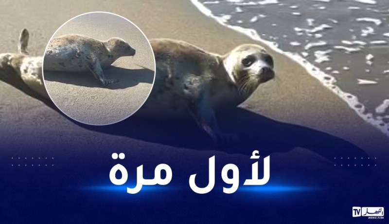 بالفيديو.. خروج حيوان “الفقمة” في جيجل ومديرية الصيد البحري توضح