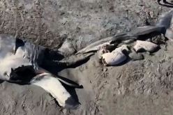 العثور على بقايا سمكة قرش كبيرة بعد أن التهمها وحش بحري غامض