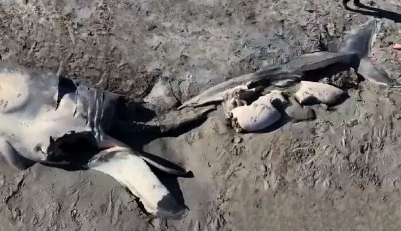 العثور على بقايا سمكة قرش كبيرة بعد أن التهمها وحش بحري غامض