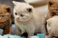 صادم.. اكتشاف 117 جثة قط مدفونة ومخزنة في ثلاجة أحد المنازل