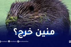 ولادة أول قندس صغير في لندن منذ 400 عام