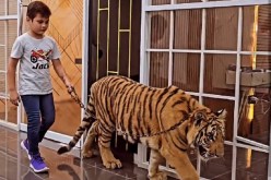 كحيوان أليف.. طفل يسير مع نمر في منزله يثير الجدل