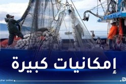 بداني: صادرات بـ 35 مليون دولار من منتجات الصيد البحري نحو إفريقيا