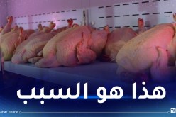 ديلمي: الإعلان عن الجفاف يكون بعد نهاية نوفمبر ولهذا قمنا باستيراد اللحوم البيضاء