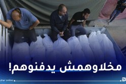 مشاهد قاسية.. كلاب ضالة تنهش جثث الشهداء بساحة الشفاء