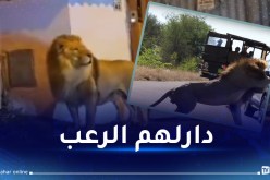 بالفيديو.. أسد يمشي في شوارع روما ويثير الفزع!