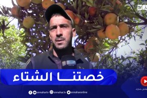 البليدة: وفرة منتوج الحمضيات مرتبط بتساقط كميات معتبرة من الأمطار .. فلاحون يوضحون