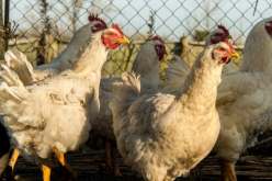 بسبب أنفلونزا الطيور.. إعدام 8.1 مليون دجاجة في أمريكا