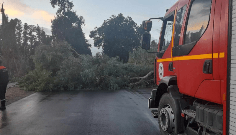 بالصور.. سقوط شجرة ضخمة يَغلق الطريق في البليدة
