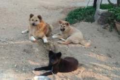 العثور على بقايا بشرية في أفواه كلاب والشرطة تتعقب المقابر السرية