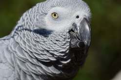 ببغاء ينقذ أصحابه من حريق