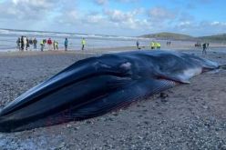 بالصور.. العثور على حوت ضخم نافقا على الشاطئ في بريطانيا